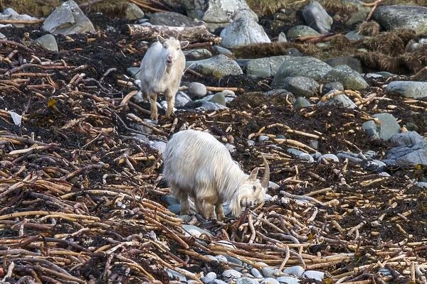 Wild feral Goats feeding on seawwed - Jura Scotland