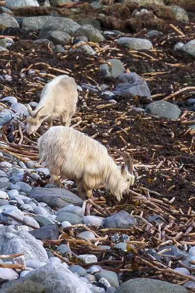 Wild feral Goats feeding on seawwed - Jura Scotland