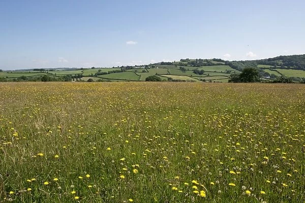 Wild flower meadow at Goren Farm near Stockland in Devon on a fine summer day