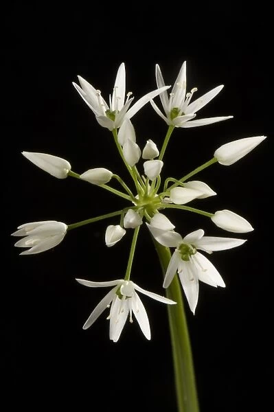 Wild garlic or ramsons, Allium ursinum, flower and white florets