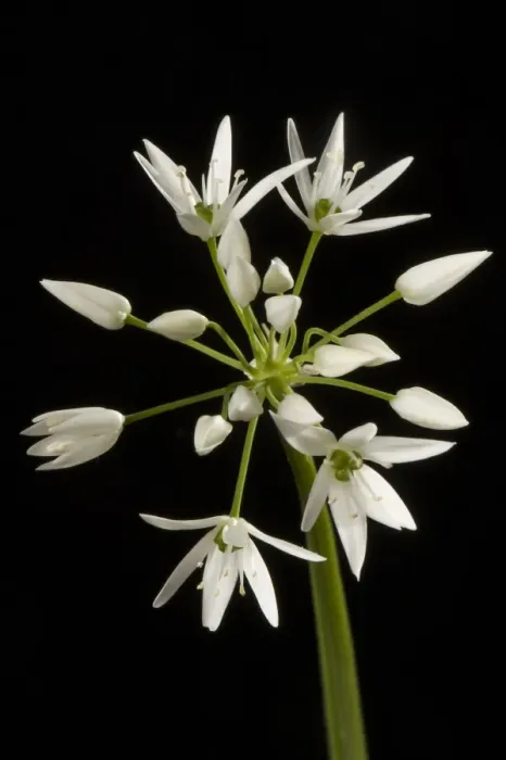 Framed Print : Wild garlic or ramsons, Allium ursinum, flower and white florets Framed Print : Wild garlic or ramsons, Allium ursinum, flower and white florets