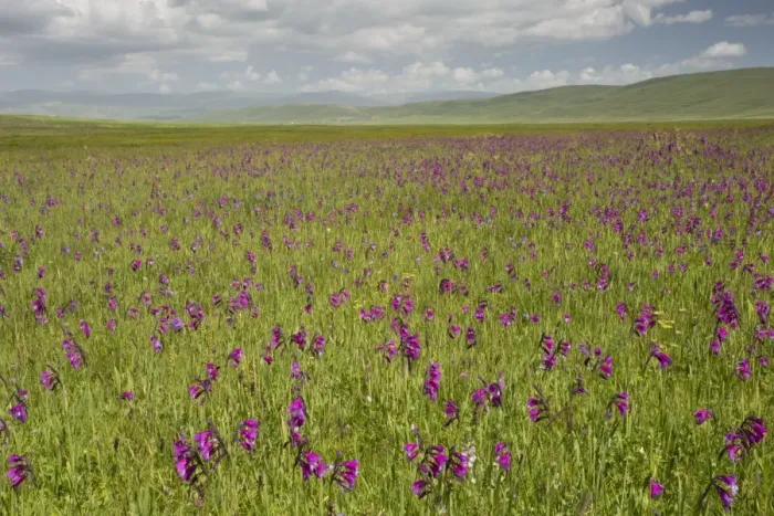Framed Print : Wild Gladiolus (Gladiolus kotschyanus) flowering mass, growing in marshland habitat, near Cildir, Pontic Mountains