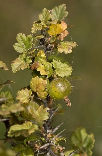 Wild Gooseberry (Ribes uva-crispa) close-up of leaves and fruit, French Alps, France, September