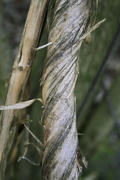 Wild Honeysuckle (Lonicera periclymenum) close-up of twining stem, growing in woodland, Vicarage Plantation