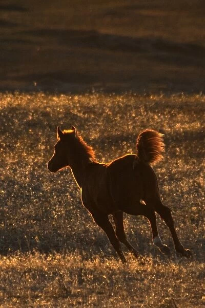 Wild Mustang (Equus caballus) foal, cantering on prairie, backlit at sunset, Southern Montana, U. S. A. october