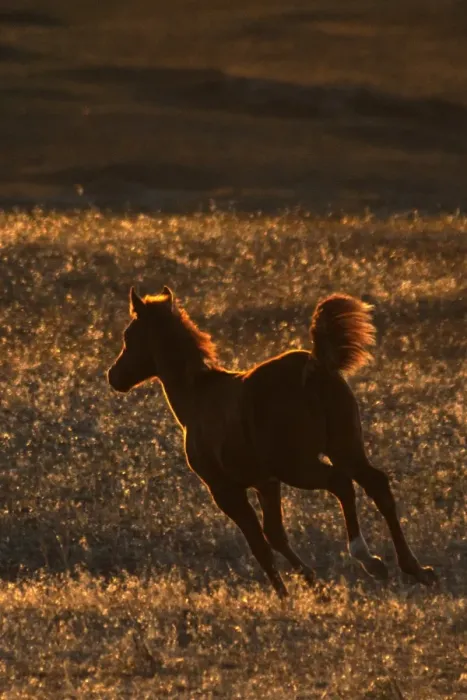 Framed Print : Wild Mustang (Equus caballus) foal, cantering on prairie, backlit at sunset, Southern Montana, U. S. A. october Framed Print : Wild Mustang (Equus caballus) foal, cantering on prairie, backlit at sunset, Southern Montana, U. S. A. october