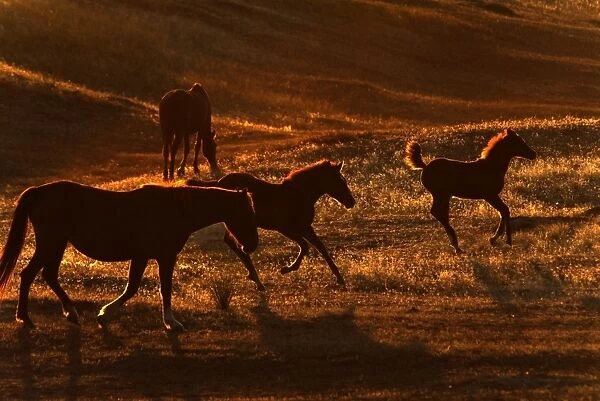 Wild Mustang (Equus caballus) mares and foals, walking and cantering on prairie, backlit at sunset, Southern Montana, U. S. A. october