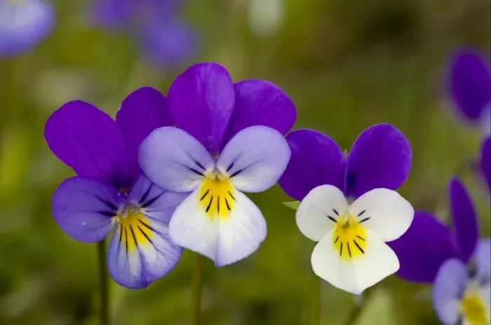 Framed Print : Wild Pansy (Viola tricolor) close-up of flowers, growing in mountain pasture, Bulgaria, may