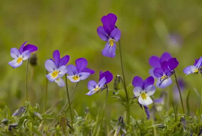 Framed Print : Wild Pansy (Viola tricolor) flowering, growing in mountain pasture, Bulgaria, may Framed Print : Wild Pansy (Viola tricolor) flowering, growing in mountain pasture, Bulgaria, may
