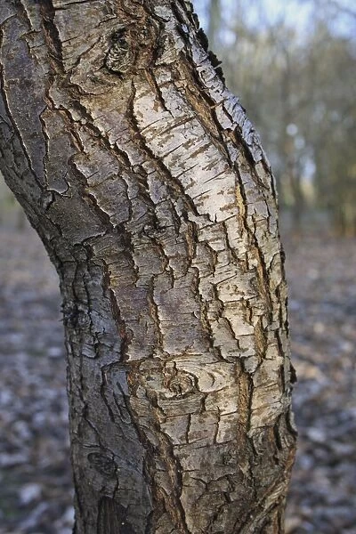 Wild Pear (Pyrus pyraster) close-up of trunk, growing in woodland, Vicarage Plantation, Mendlesham, Suffolk, England