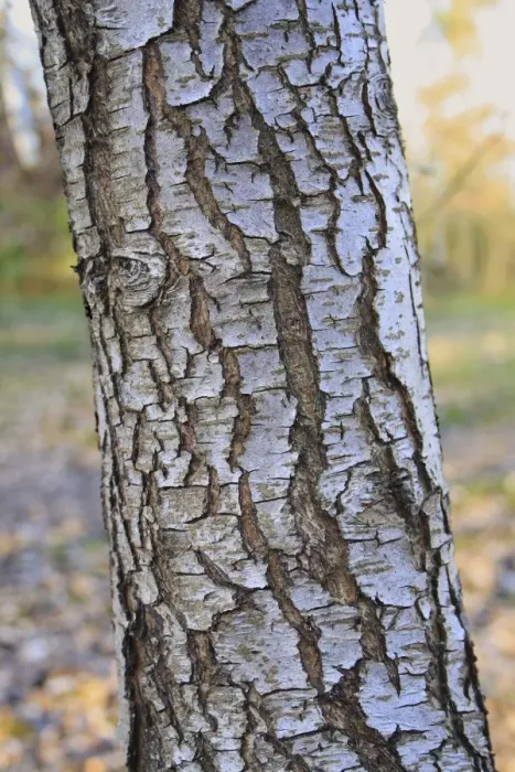 Framed Print : Wild Pear (Pyrus pyraster) close-up of trunk, growing in woodland, Vicarage Plantation, Mendlesham, Suffolk, England Framed Print : Wild Pear (Pyrus pyraster) close-up of trunk, growing in woodland, Vicarage Plantation, Mendlesham, Suffolk, England