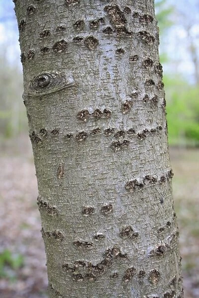 Wild Service Tree (Sorbus torminalis) close-up of trunk, growing in woodland, Vicarage Plantation, Mendlesham, Suffolk