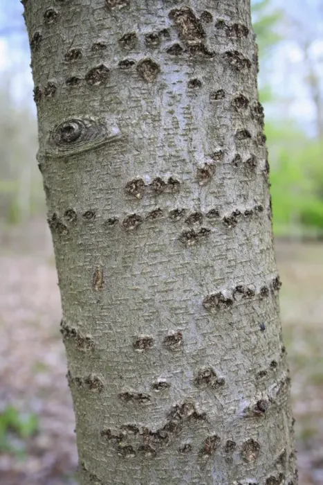 Framed Print : Wild Service Tree (Sorbus torminalis) close-up of trunk, growing in woodland, Vicarage Plantation, Mendlesham, Suffolk Framed Print : Wild Service Tree (Sorbus torminalis) close-up of trunk, growing in woodland, Vicarage Plantation, Mendlesham, Suffolk