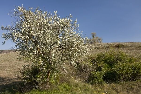 Wild Spiny Pear (Pyrus spinosa) habit, flowering, Gargano Peninsula, Apulia, Italy, april