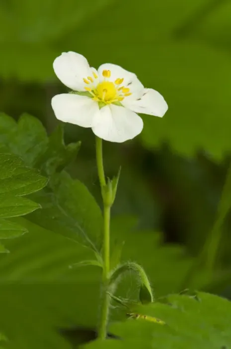 Framed Print : Wild Strawberry (Fragaria vesca) close-up of flower, Kent, England, June