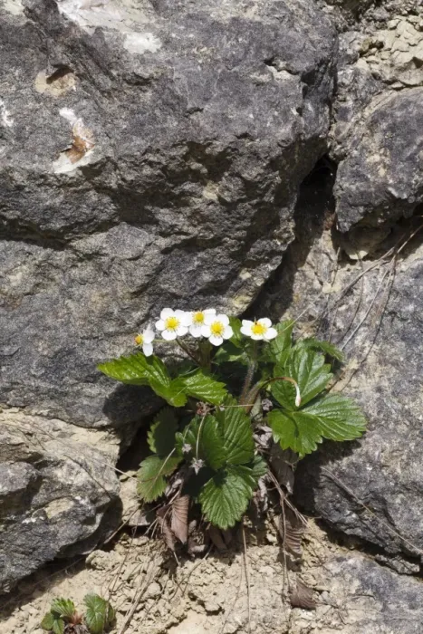 Framed Print : Wild Strawberry (Fragaria vesca) flowering, growing on limestone quarry face, Shropshire, England, April Framed Print : Wild Strawberry (Fragaria vesca) flowering, growing on limestone quarry face, Shropshire, England, April