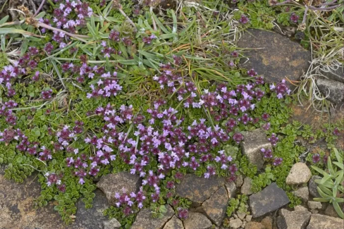 Framed Print : Wild Thyme (Thymus serpyllum) flowering, growing on coastal cliff, Orkney, Scotland, june Framed Print : Wild Thyme (Thymus serpyllum) flowering, growing on coastal cliff, Orkney, Scotland, june