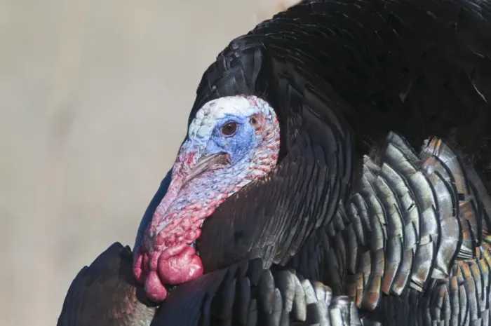 Framed Print : Wild Turkey (Meleagris gallopavo) adult male, displaying, close-up of head, Nebraska, U. S. A. april Framed Print : Wild Turkey (Meleagris gallopavo) adult male, displaying, close-up of head, Nebraska, U. S. A. april