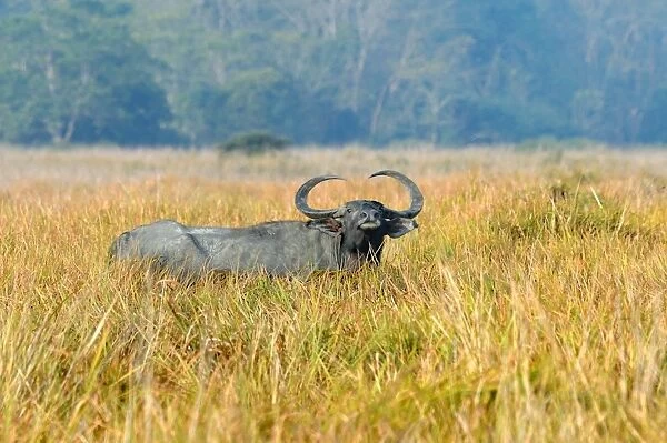Wild Water Buffalo (Bubalus arnee) adult, resting in grassland, Kaziranga N. P. Assam, India, January