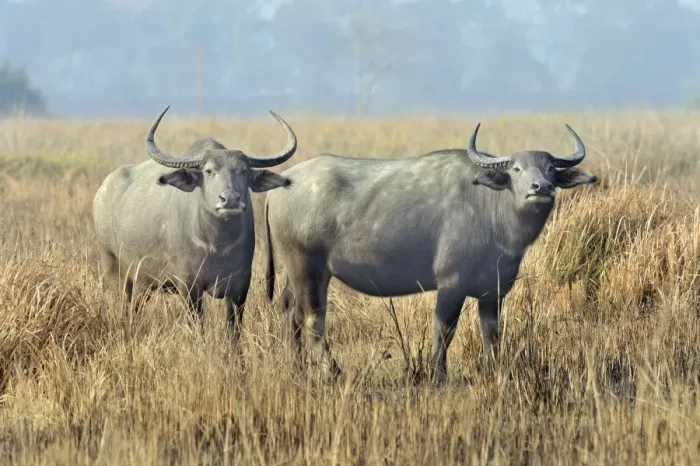 Framed Print : Wild Water Buffalo (Bubalus arnee) two adult females, standing in grassland, Kaziranga N. P. Assam, India, January Framed Print : Wild Water Buffalo (Bubalus arnee) two adult females, standing in grassland, Kaziranga N. P. Assam, India, January