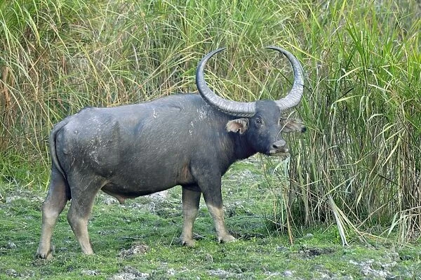 Wild Water Buffalo (Bubalus arnee) adult male, standing in grassland, Kaziranga N. P. Assam, India, January
