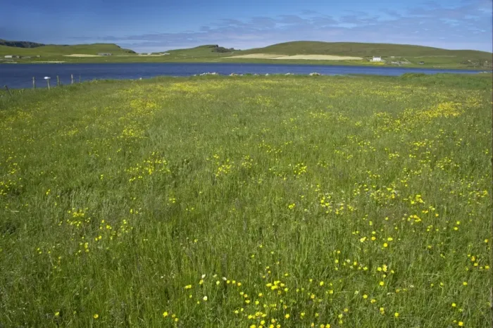Framed Print : Wildflowers at edge of freshwater loch, Loch Spiggie, Loch Spiggie RSPB Reserve, Mainland, Shetland Islands, Scotland