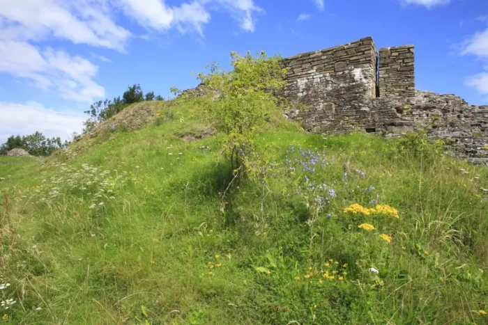Framed Print : Wildflowers growing on slope amongst ruins of castle, Dolforwyn Castle, Powys, Wales, august Framed Print : Wildflowers growing on slope amongst ruins of castle, Dolforwyn Castle, Powys, Wales, august