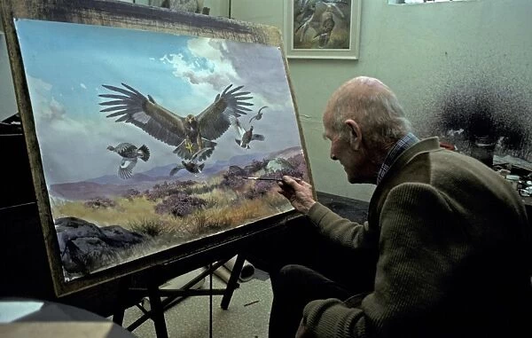 Wildlife artist J. C. Harrison (Jack) painting a Golden Eagle hunting Red Grouse