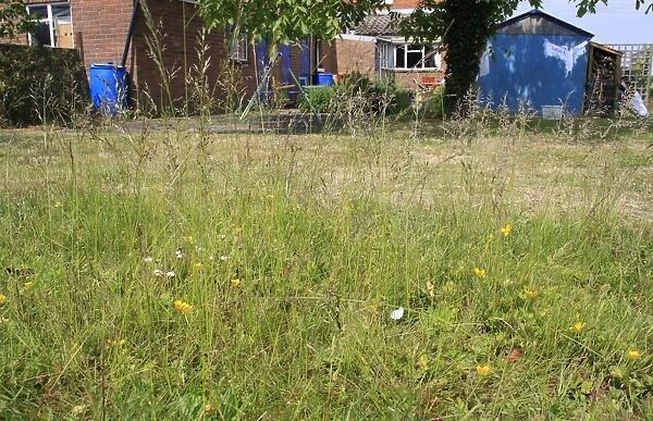 Wildlife garden, area of uncut meadow at edge of lawn, Suffolk, England, june