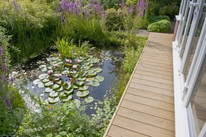 Framed Print : Wildlife garden pond with boardwalk and conservatory, Norfolk, England, August Framed Print : Wildlife garden pond with boardwalk and conservatory, Norfolk, England, August