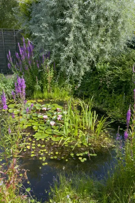 Framed Print : Wildlife garden pond, Norfolk, England, August Framed Print : Wildlife garden pond, Norfolk, England, August