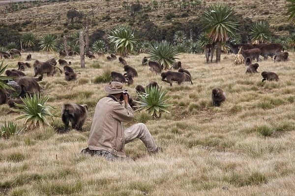 Wildlife photographer taking photos of Gelada (Theropithecus gelada) troop and Walia Ibex (Capra walie) herd