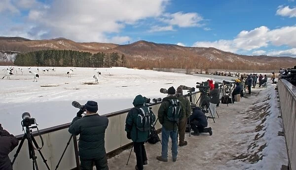 Wildlife photographers taking photos of Japanese Red-crowned Crane (Grus japonensis) flock in snow, Akan, Hokkaido