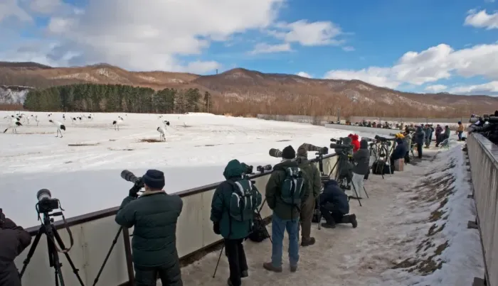 Framed Print : Wildlife photographers taking photos of Japanese Red-crowned Crane (Grus japonensis) flock in snow, Akan, Hokkaido Framed Print : Wildlife photographers taking photos of Japanese Red-crowned Crane (Grus japonensis) flock in snow, Akan, Hokkaido
