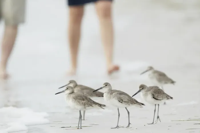 Framed Print : Willet (Catoptrophorus semipalmatus) adults, winter plumage, group standing at edge of water on beach Framed Print : Willet (Catoptrophorus semipalmatus) adults, winter plumage, group standing at edge of water on beach