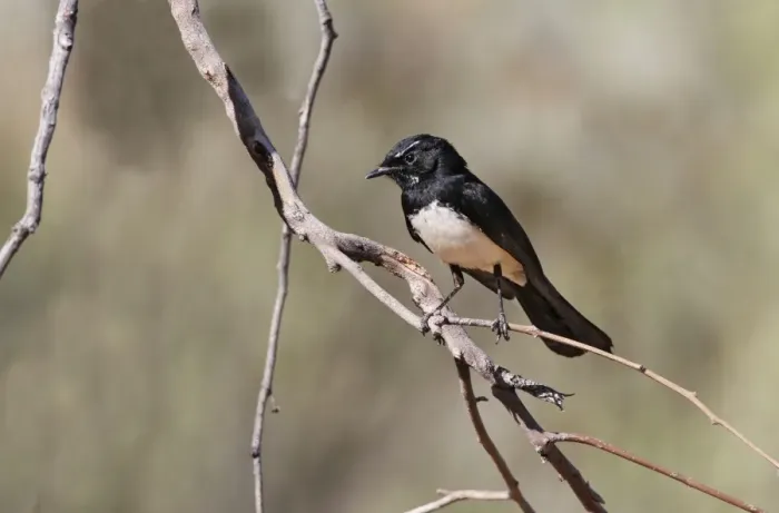 Framed Print : Willie Wagtail (Rhipidura leucophrys) adult, perched on twig, Uluru-Kata Tjuta N. P Framed Print : Willie Wagtail (Rhipidura leucophrys) adult, perched on twig, Uluru-Kata Tjuta N. P