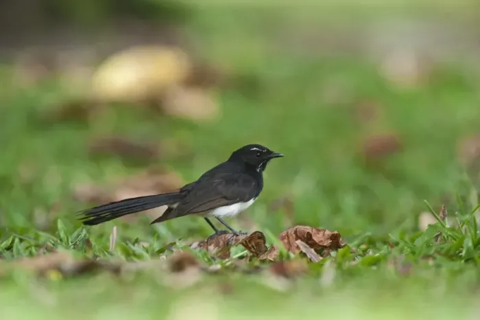 Framed Print : Willie Wagtail (Rhipidura leucophrys) adult, standing on fallen leaf, Cairns, Queensland, Australia Framed Print : Willie Wagtail (Rhipidura leucophrys) adult, standing on fallen leaf, Cairns, Queensland, Australia