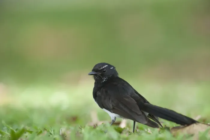 Framed Print : Willie Wagtail (Rhipidura leucophrys) adult, standing on ground, Cairns, Queensland, Australia Framed Print : Willie Wagtail (Rhipidura leucophrys) adult, standing on ground, Cairns, Queensland, Australia