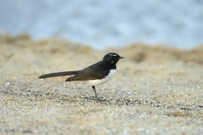 Framed Print : Willie Wagtail (Rhipidura leucophrys) adult, standing on sandy beach, Queensland, Australia, November