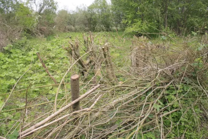 Framed Print : Willow (Salix sp. ) coppiced stools in bed, surrounded by hedge of layed branches as protection from browsing deer Framed Print : Willow (Salix sp. ) coppiced stools in bed, surrounded by hedge of layed branches as protection from browsing deer