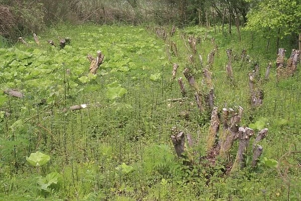 Willow (Salix sp. ) coppiced stools in bed, River Rattlesden, Stowmarket, Suffolk, England, april