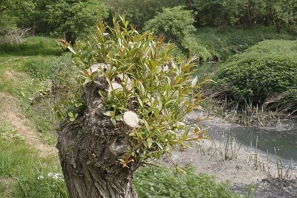 Willow (Salix sp. ) pollarded tree with regrowth, growing on riverbank, River Rattlesden, Stowmarket, Suffolk, England
