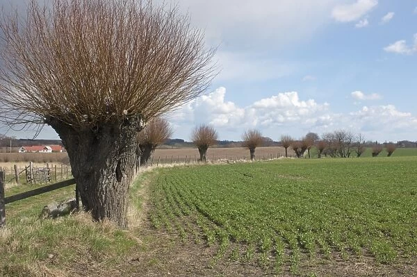 Willow (Salix sp. ) pollarded trees at edge of arable field, Skane, Sweden, spring