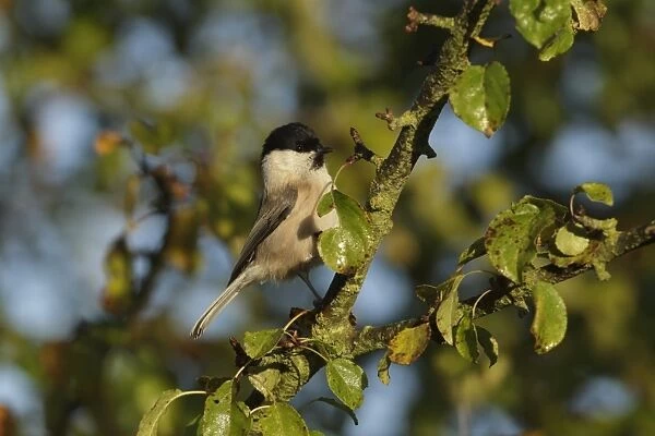 Willow Tit (Parus montanus) adult, perched on Wild Crabapple (Malus sylvestris) twig, West Yorkshire, England, October