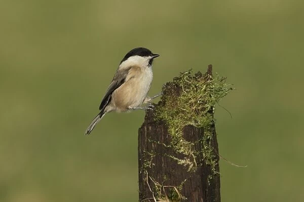 Willow Tit (Parus montanus) adult, perched on mossy stump, West Yorkshire, England, December