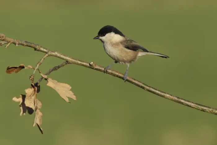 Framed Print : Willow Tit (Parus montanus) adult, perched on twig, West Yorkshire, England, December Framed Print : Willow Tit (Parus montanus) adult, perched on twig, West Yorkshire, England, December