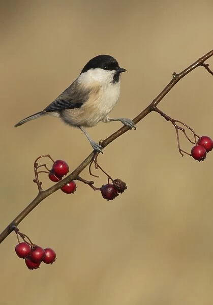 Willow Tit (Parus montanus) adult, perched on Common Hawthorn (Crataegus monogyna) twig with berries, West Yorkshire