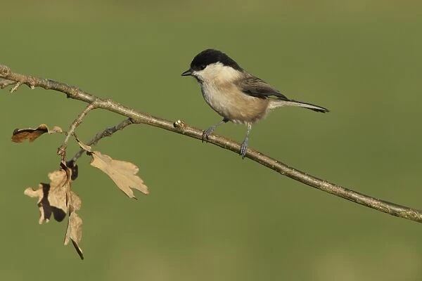 Willow Tit (Parus montanus) adult, perched on twig, West Yorkshire, England, December