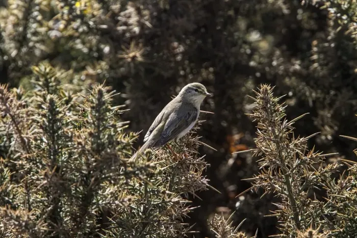 Framed Print : Willow Warbler on Gorse