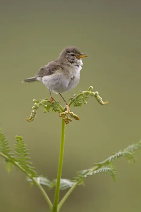 Framed Print : Willow Warbler (Phylloscopus trochilus) adult, singing, perched on bracken, Peak District, Derbyshire, England, june